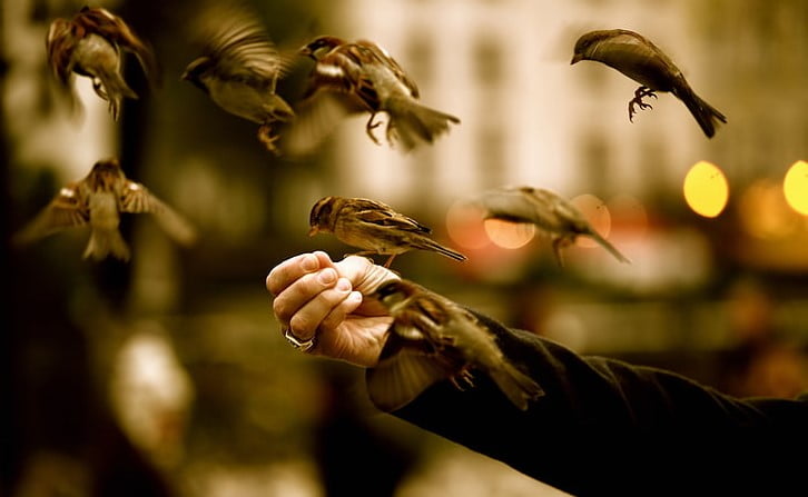 Son 40 Yılda Avrupa'da Yüz Milyonlarca Kuş Kayboldu