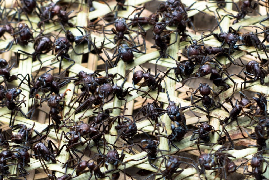 Amazon'da Sokan Karıncalardan Kurtulmak
