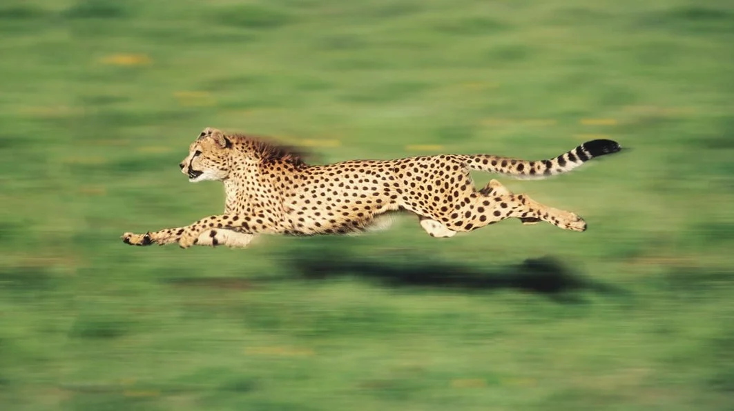 Dünyadaki en hızlı hayvan hangisidir?