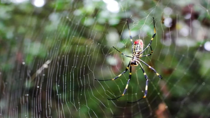 Milyonlarca Devasa Örümcek Amerika’nın Georgia Eyaletini İşgal etti. 