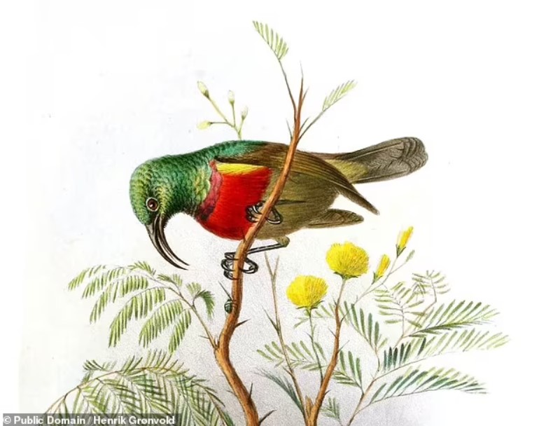 Bazı Güneş Kuşları 1 Milyon Yıla Kadar Aynı Şarkıyı Söyleyebildiği Keşfedildi