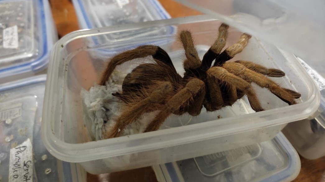 Kolombiya'da 300'den fazla kaçak tarantula, akrep ve dev hamamböceği ele geçirildi