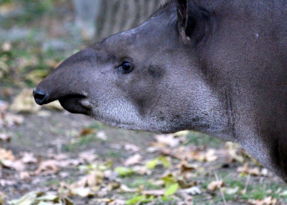 Ova tapiri Güney Amerika'da yok olma tehlikesiyle karşı karşıya