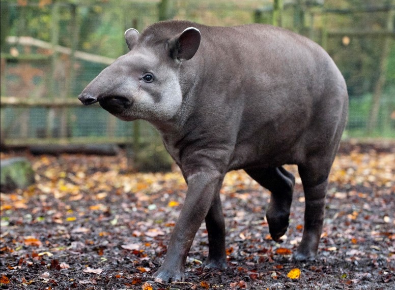 Ova tapiri Güney Amerika'da yok olma tehlikesiyle karşı karşıya
