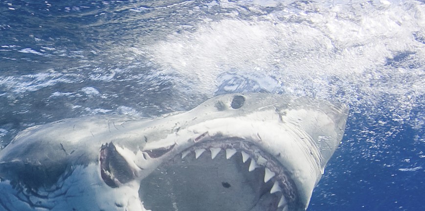 Büyük Beyaz Köpekbalıkları, İki Yırtıcı Hayvan Yüzünden Korku İçinde