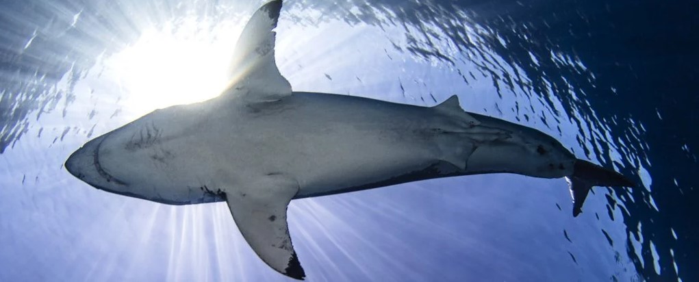 Büyük Beyaz Köpekbalıkları, İki Yırtıcı Hayvan Yüzünden Korku İçinde
