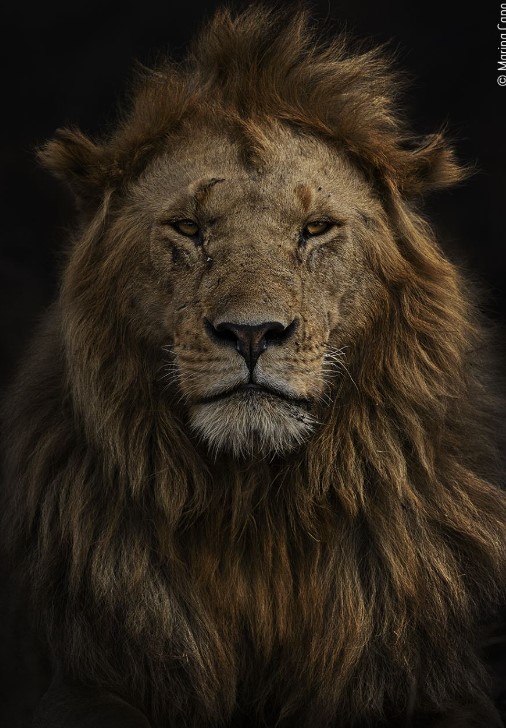 aslan portresi