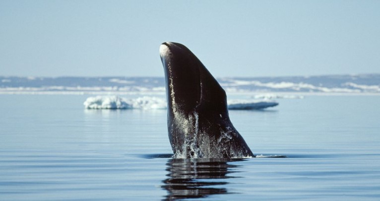 grönland balinası