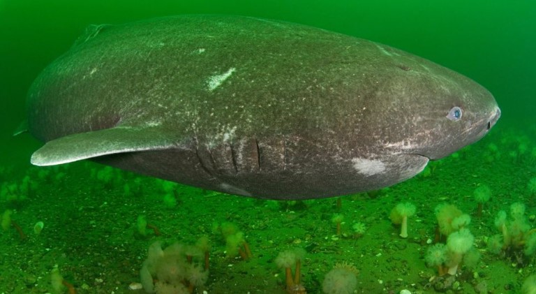 grönland köpek balığı