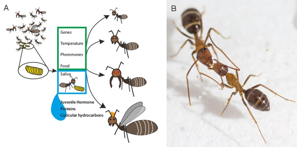 Karıncalar: Dünyanın En Çalışkan ve En Sosyal Böcekleri