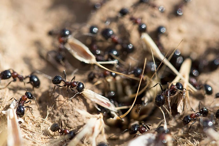 Karıncalar: Dünyanın En Çalışkan ve En Sosyal Böcekleri